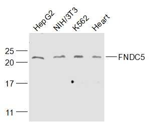 Anti-Irisin Polyclonal Antibody