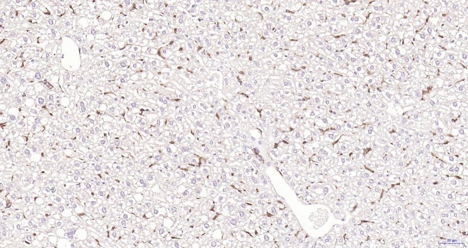 Anti-Iba1 Polyclonal Antibody