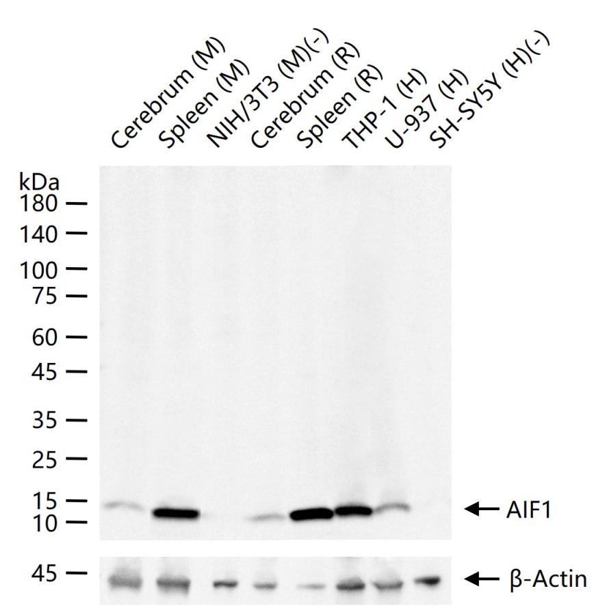 Anti-Iba1 Antibody (1N641)