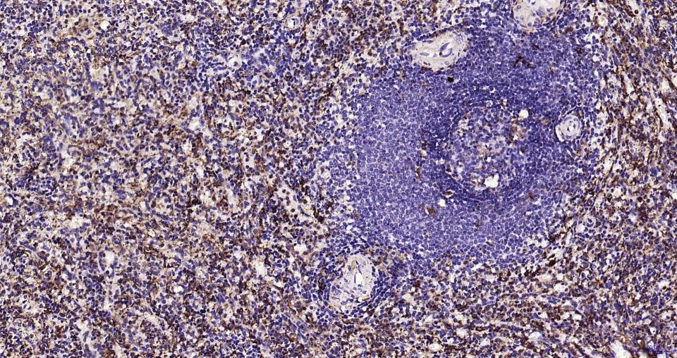 Anti-Iba1 Antibody (1N641)