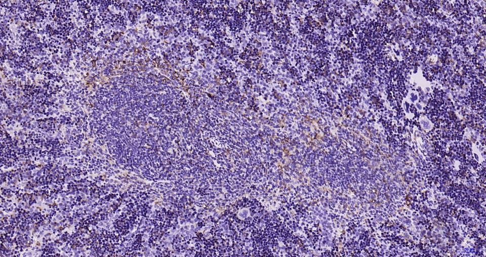 Anti-Iba1 Polyclonal Antibody
