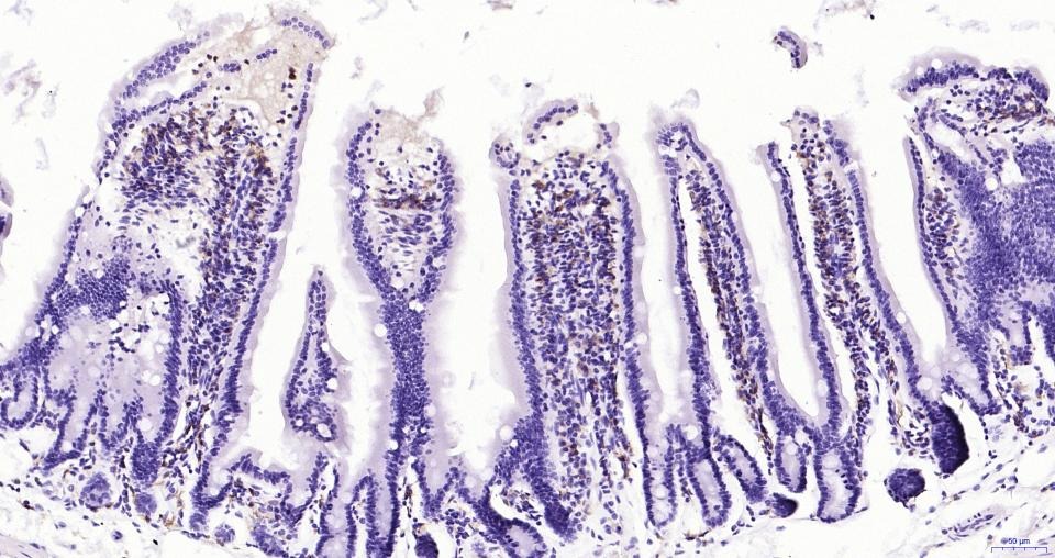 Anti-Iba1 Antibody (1N641)