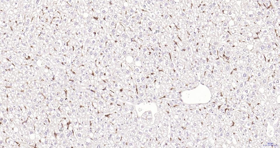 Anti-Iba1 Antibody (1N641)