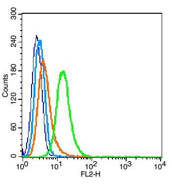 Anti-Integrin alpha 5 beta 6 Polyclonal Antibody