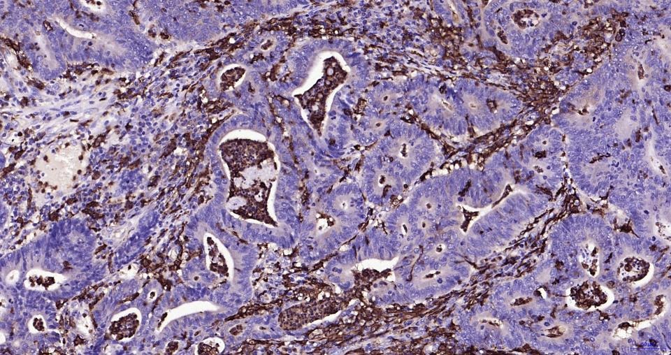 Anti-Iba1 Polyclonal Antibody
