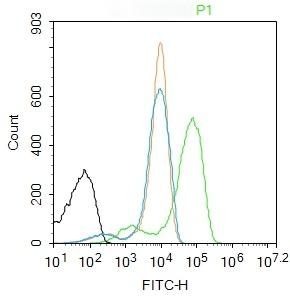 Anti-IRF3 Polyclonal Antibody