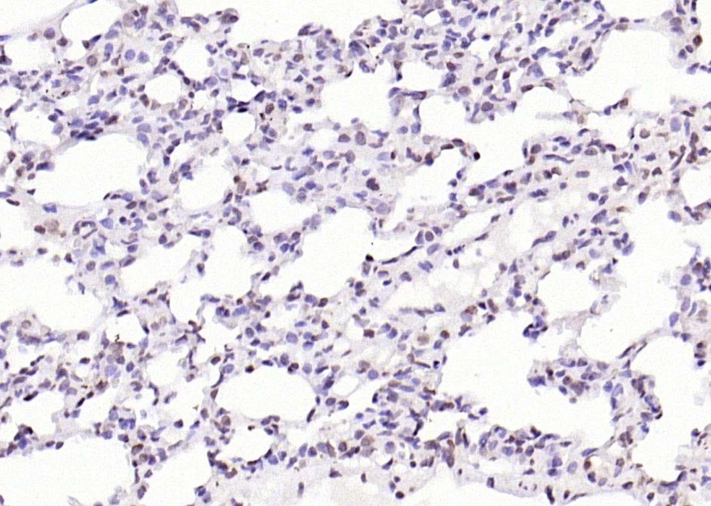 Anti-IL-33 Polyclonal Antibody