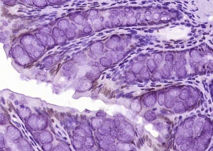 Anti-JNK1/2 Polyclonal Antibody
