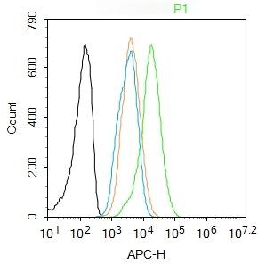 Anti-JUN Polyclonal Antibody