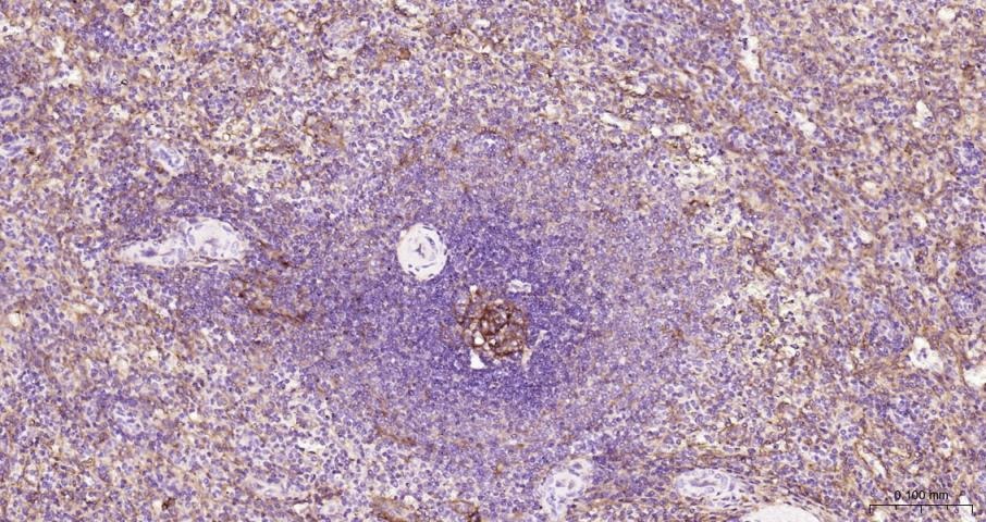 Anti-ICAM-1/CD54 Polyclonal Antibody