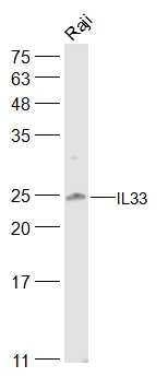 Anti-IL-33 Polyclonal Antibody