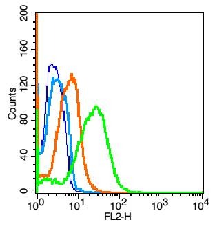 Anti-IL-22 Polyclonal Antibody