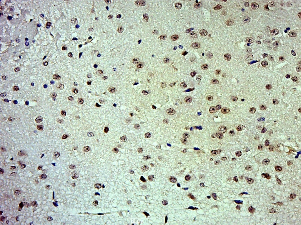Anti-JUN Polyclonal Antibody