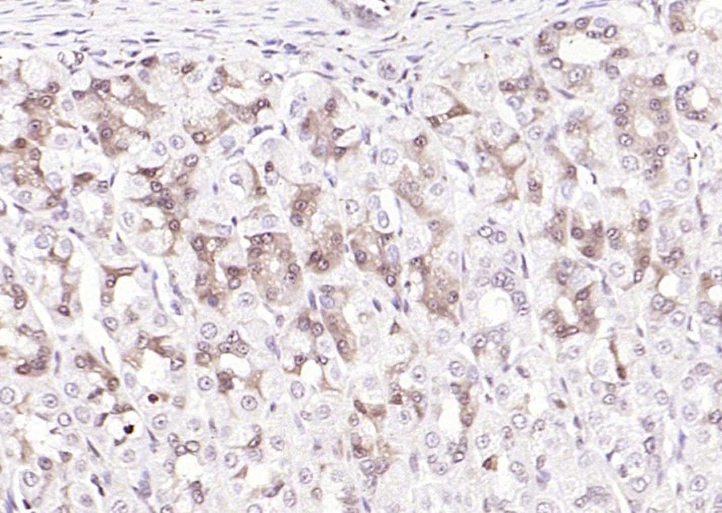 Anti-IL-33 Polyclonal Antibody
