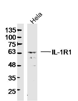 Anti-IL-1R1 Polyclonal Antibody