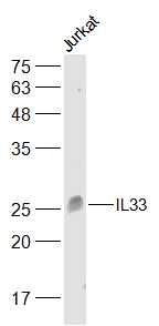Anti-IL-33 Polyclonal Antibody