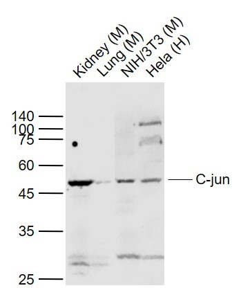 Anti-JUN Polyclonal Antibody