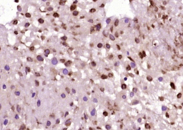 Anti-JNK1/2 Polyclonal Antibody