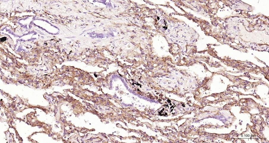 Anti-ICAM-1/CD54 Polyclonal Antibody
