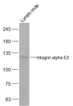 Anti-ITGAE Polyclonal Antibody