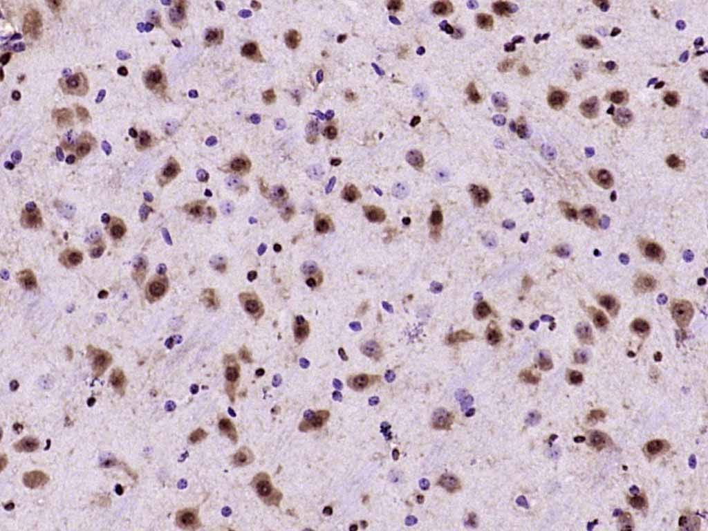 Anti-JNK1/2/3 Polyclonal Antibody