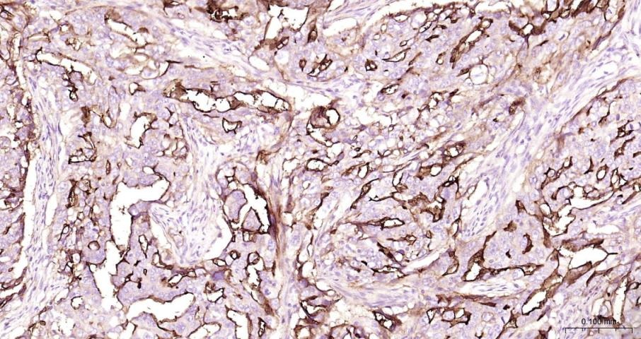 Anti-ICAM-1/CD54 Polyclonal Antibody