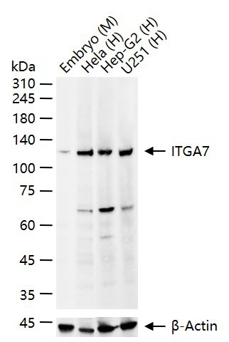Anti-ITGA7 Polyclonal Antibody