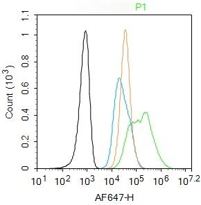 Anti-ITGAV Polyclonal Antibody 2