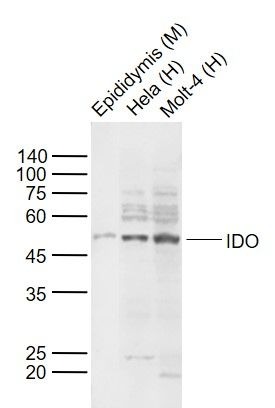 Anti-IDO1 Polyclonal Antibody
