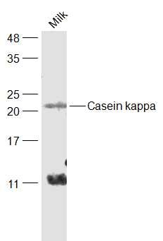 Anti-Kappa-Casein Polyclonal Antibody