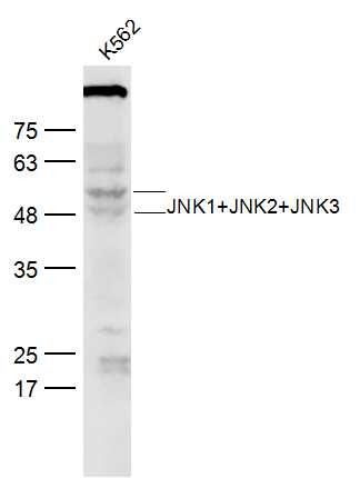 Anti-JNK1/2/3 Polyclonal Antibody