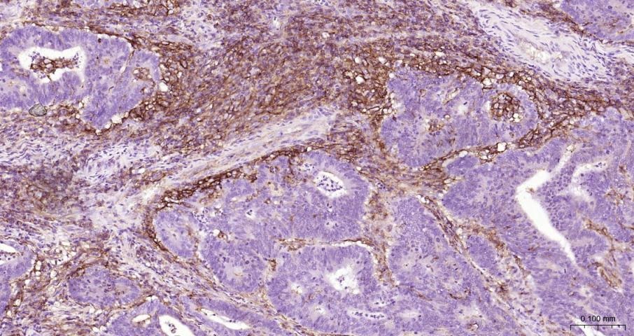 Anti-ICAM-1/CD54 Polyclonal Antibody