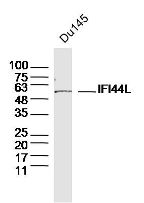 Anti-IFI44L Polyclonal Antibody