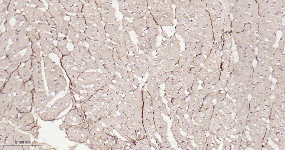 Anti-ITGA7 Polyclonal Antibody