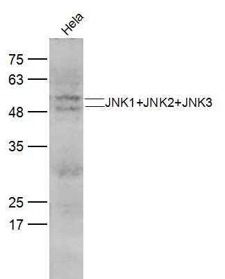 Anti-JNK1/2/3 Polyclonal Antibody