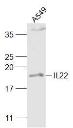 Anti-IL-22 Polyclonal Antibody