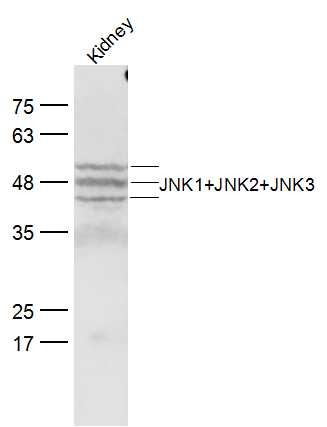 Anti-JNK1/2/3 Polyclonal Antibody