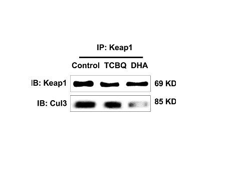 Anti-KEAP1 Polyclonal Antibody
