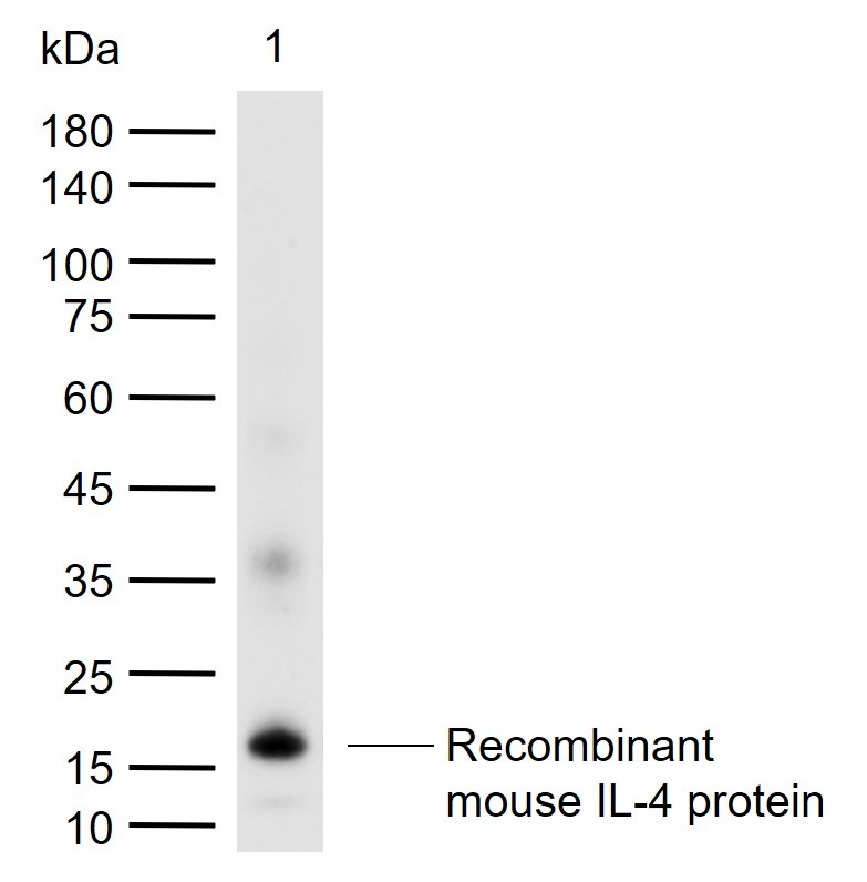 Anti-IL-4 Polyclonal Antibody