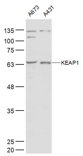 Anti-KEAP1 Polyclonal Antibody