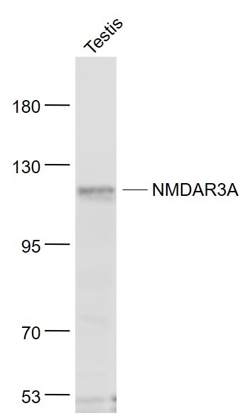 Anti-NMDAR3A Polyclonal Antibody