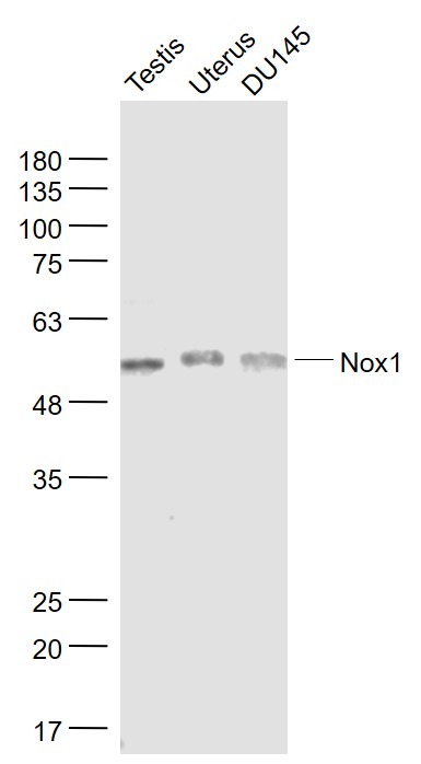 Anti-NOX1 Polyclonal Antibody