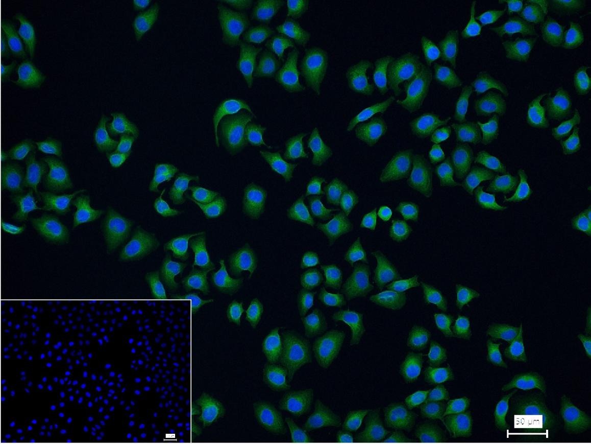 Anti-NQO1 Polyclonal Antibody