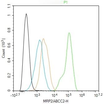 Anti-MRP2/ABCC2 Polyclonal Antibody