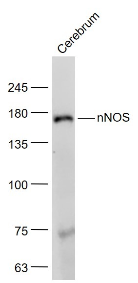 Anti-nNOS Polyclonal Antibody