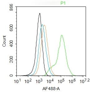 Anti-NOX4 Polyclonal Antibody