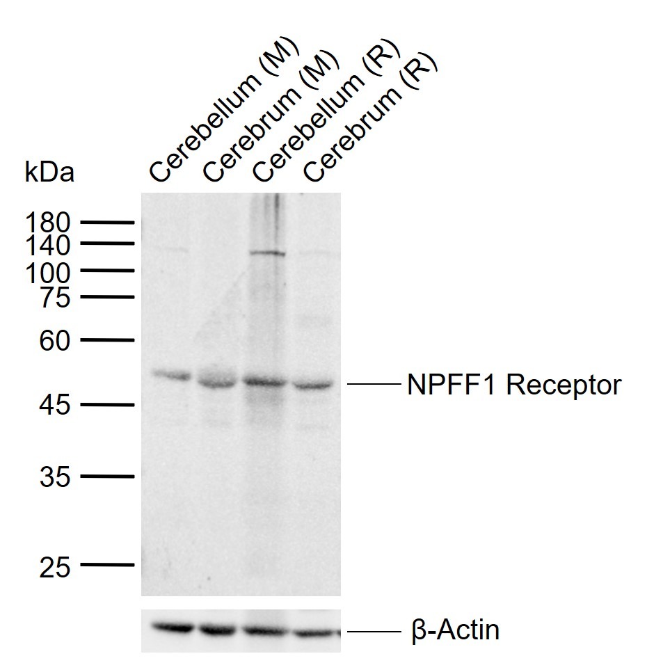 Anti-NPFFR1 Polyclonal Antibody