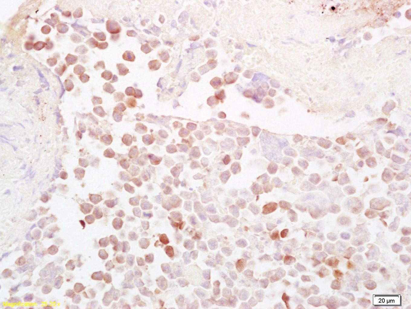 Anti-NQO1 Polyclonal Antibody