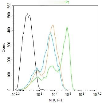 Anti-MRC1 Antibody (6P560)