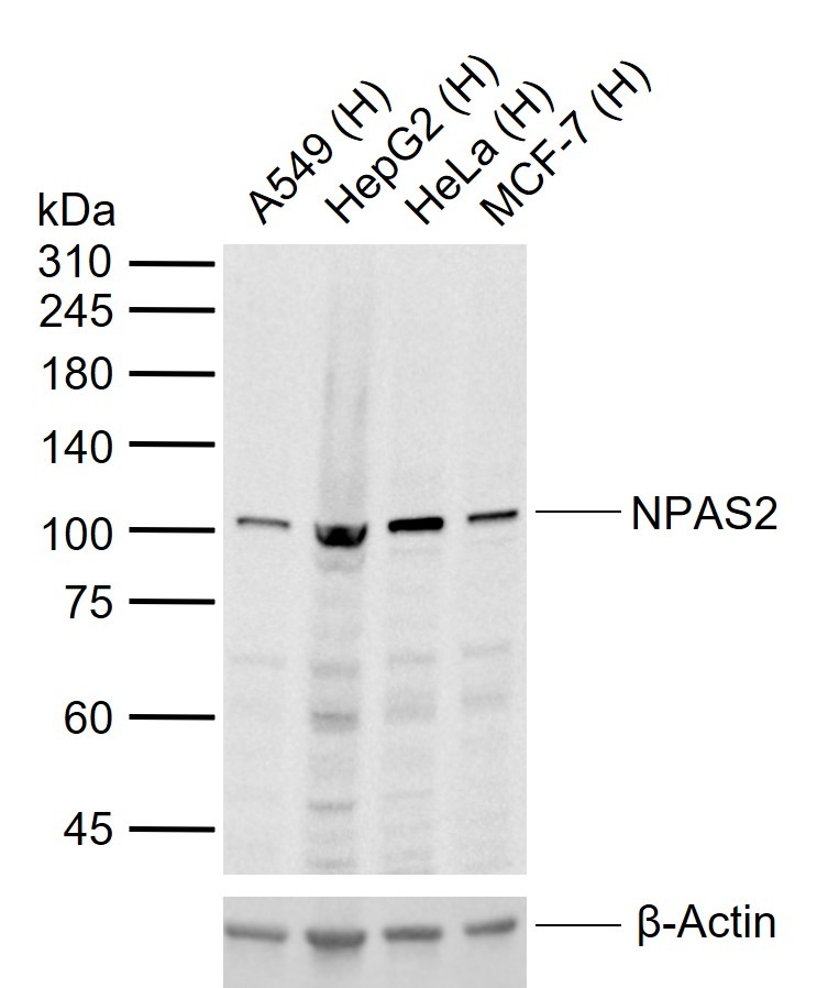 Anti-NPAS2 Polyclonal Antibody